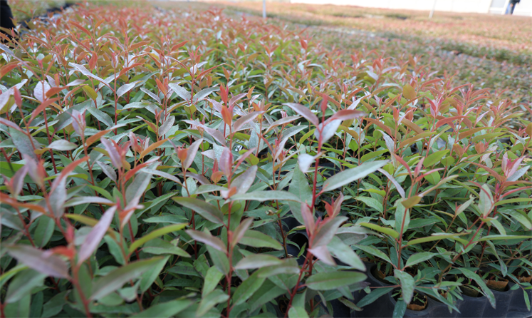 1650338672185575.png 桉樹苗-內(nèi)頁.png